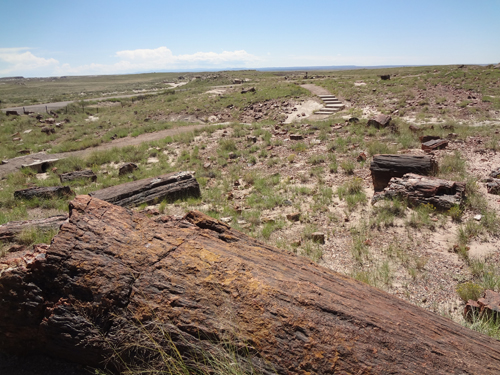 Petrified wood at Petrified Forest Giant Logs Trail